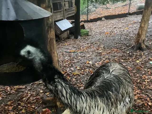 Emus poultry for sale: Emu female - Advert 1