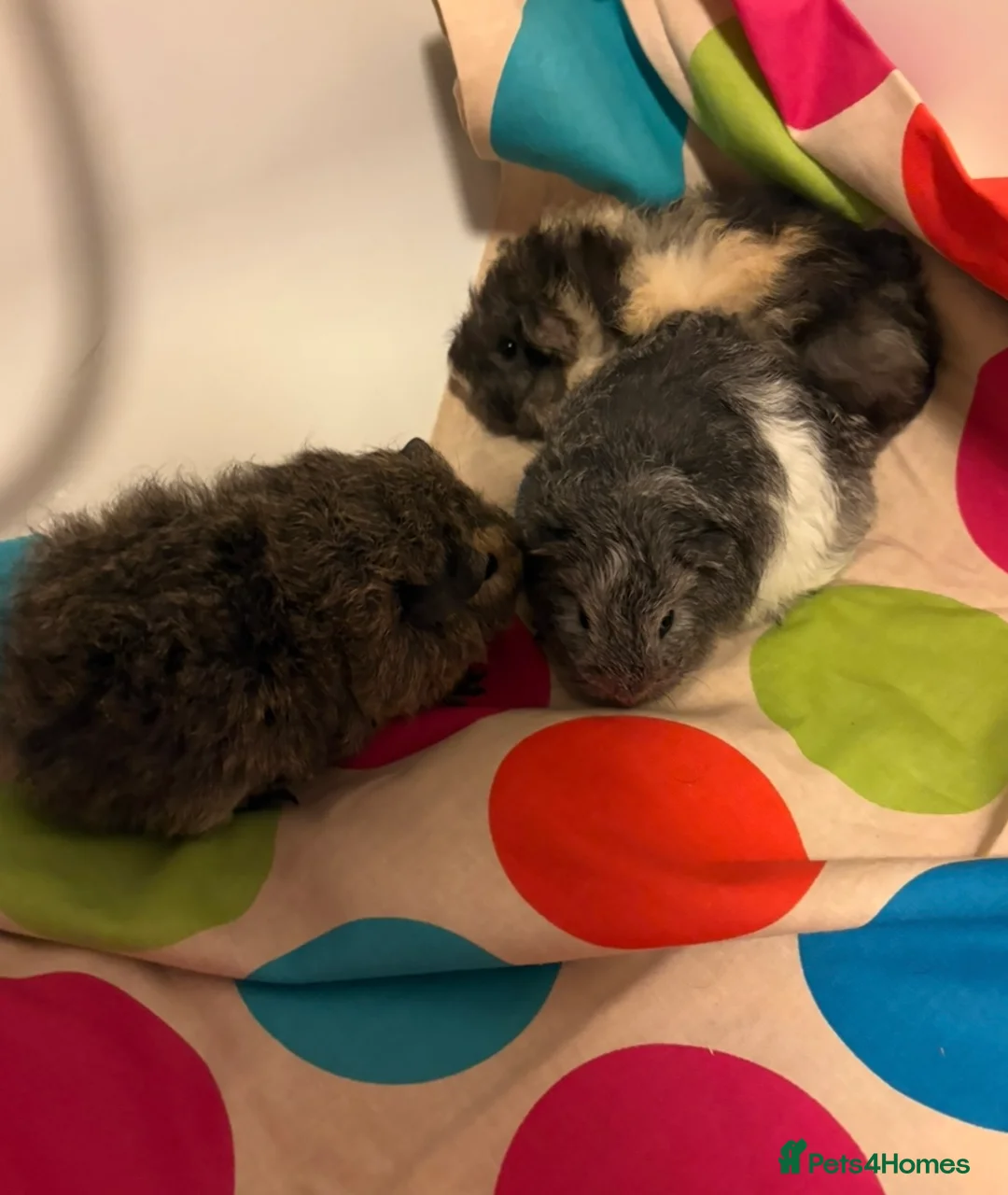 Guinea Pig rodents for sale: Gorgeous Fluffy piggies 3 x Boys - Advert 7