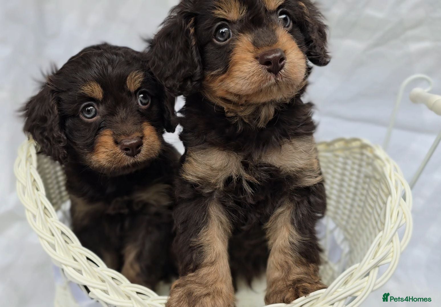 Cavapoo dogs 2 remaining mini dark choc/tan cavapoo puppies  - Advert 15