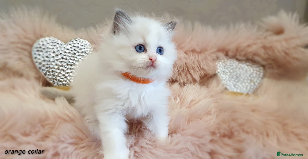 Ragdoll cats for stud: GCCF/TICA register, EU Ragdoll CHAMPIONSHIP STATUS in London - Image 12