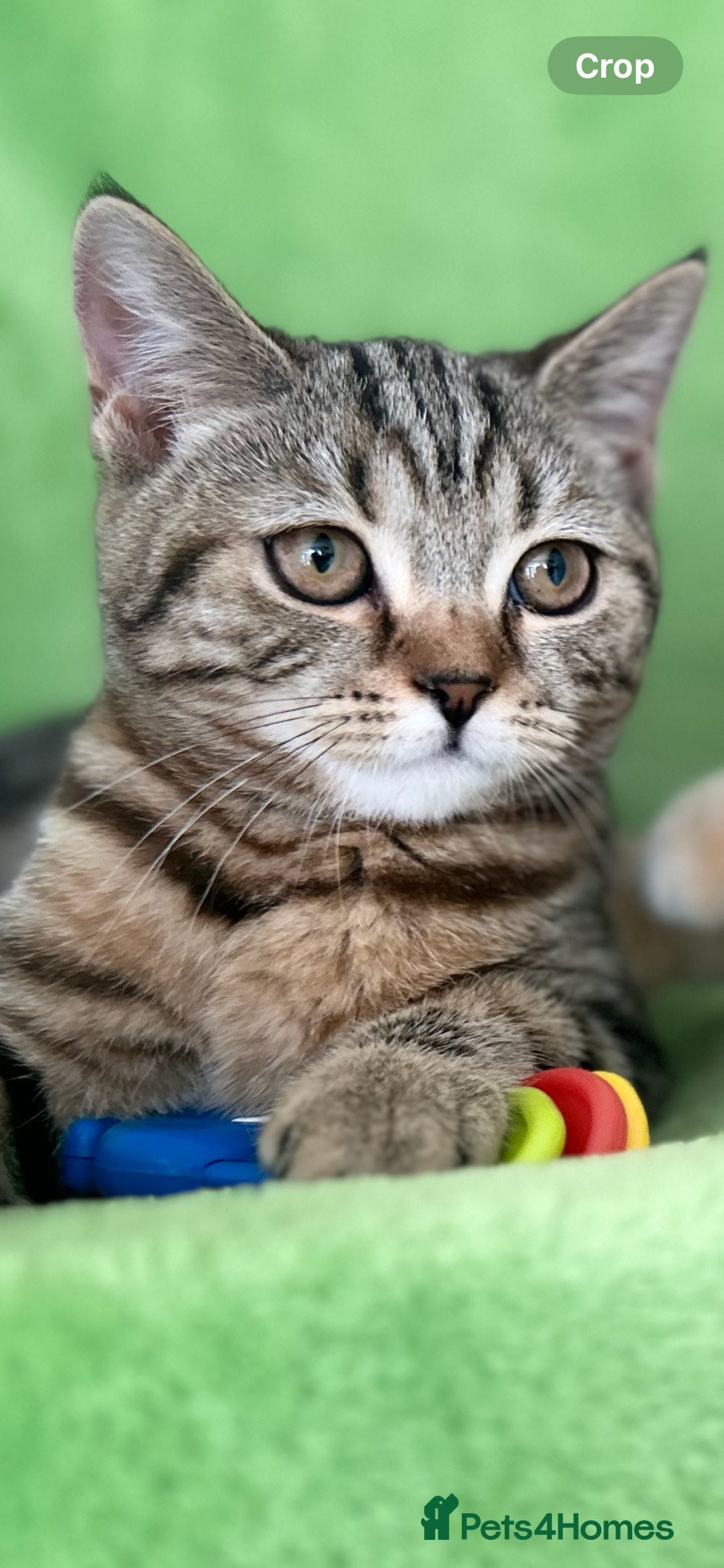 Scottish Fold cats for sale: Kittens Ready for Their Forever Homes - Image 7