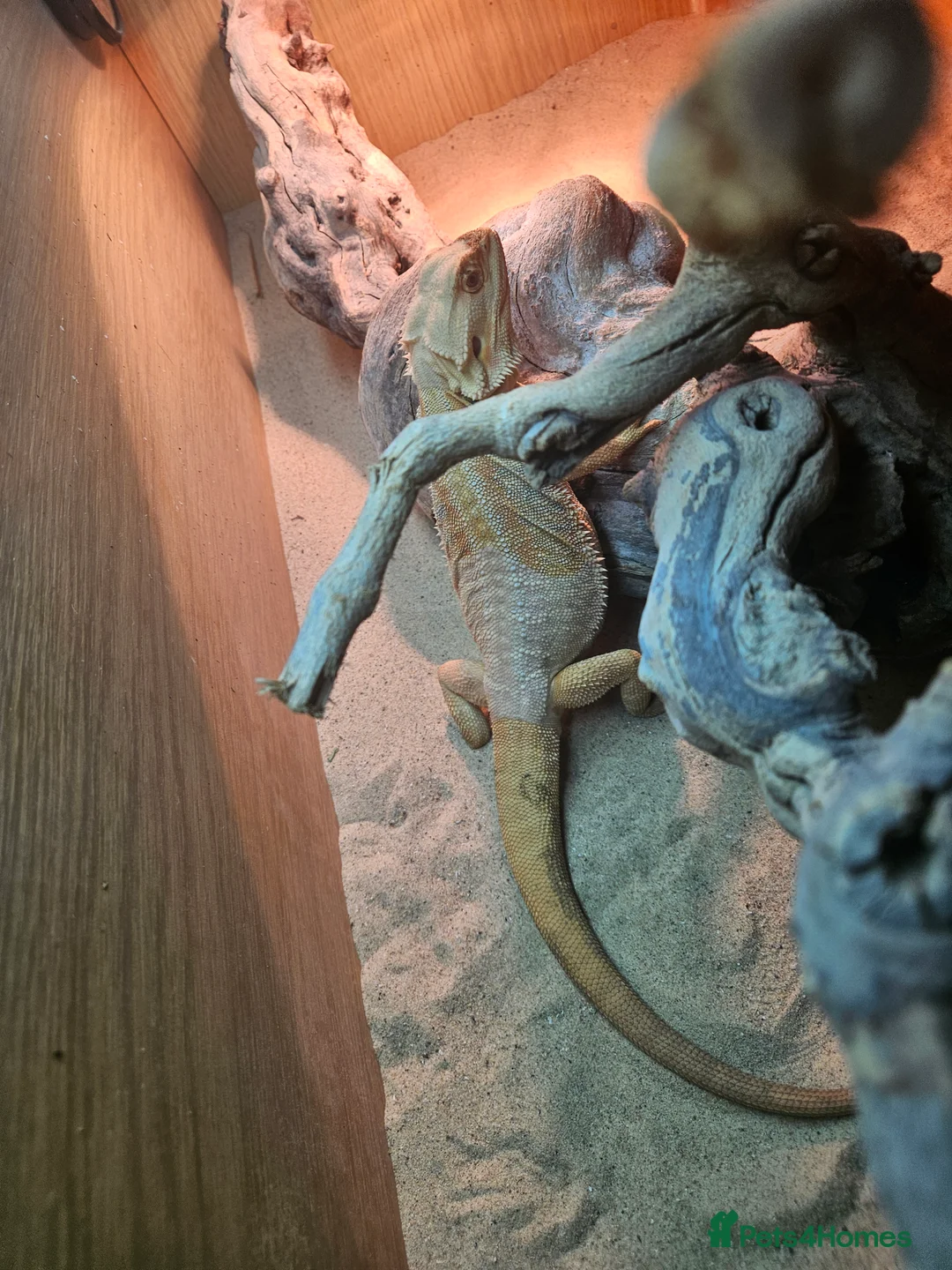 Bearded Dragon reptiles for sale: 8 month old leather back bearded dragon - Advert 3
