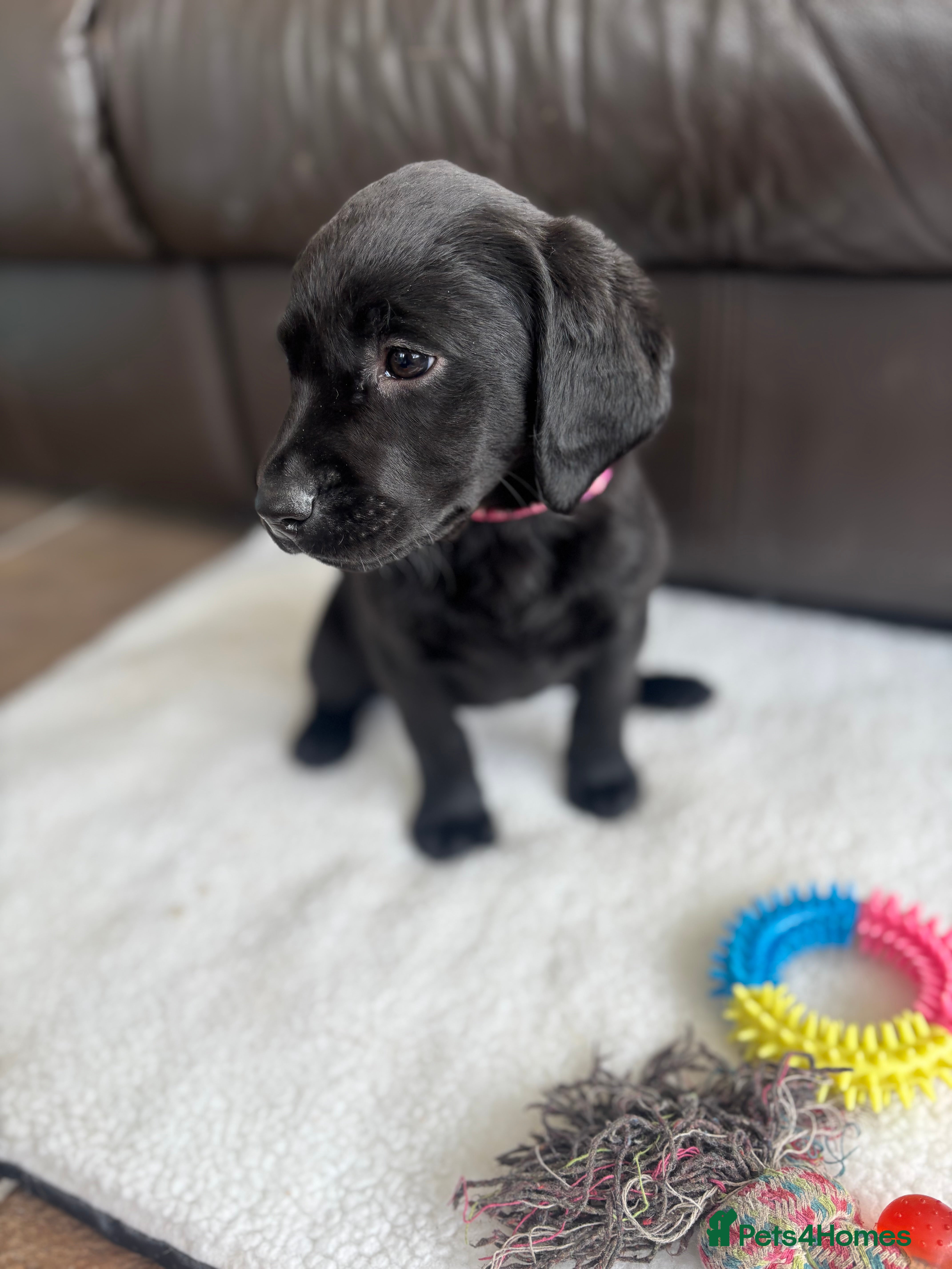 Labrador Retriever dogs KC Labrador Puppies - Advert 2