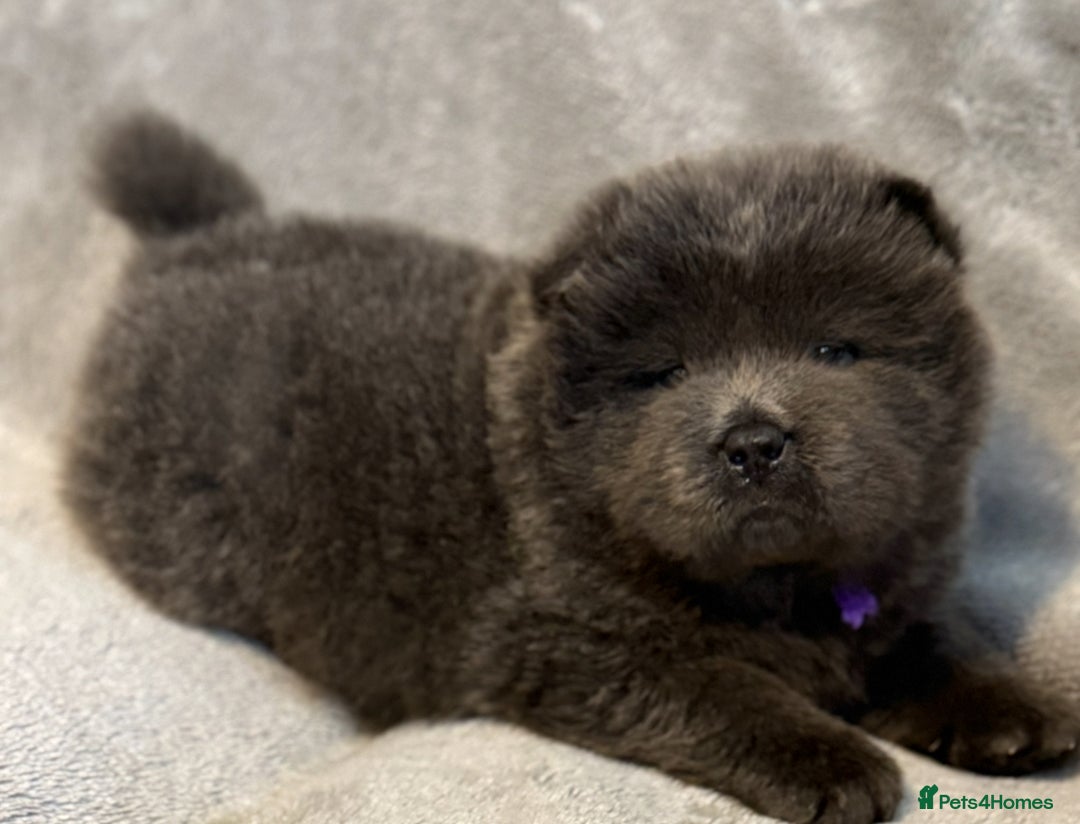 Chow Chow dogs for sale: KC Reg Chow Chow Puppies  - Advert 5