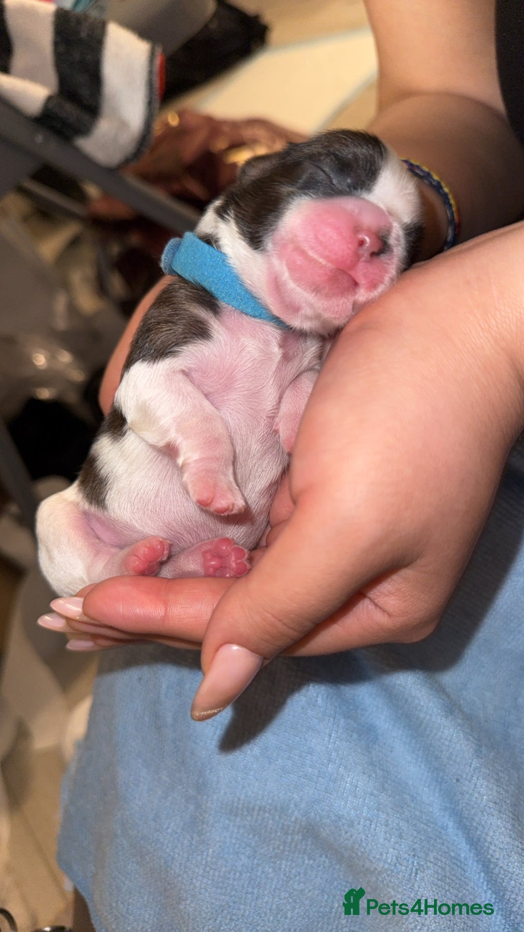 Shih Tzu dogs for sale: ShihTzu Newborn Puppies 💕Home-Raised & Well-Loved - Advert 11