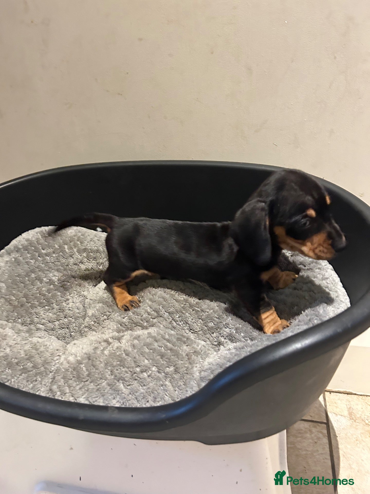 Miniature Dachshund dogs 3 Gorgeous Smooth Coat Miniature Dachshund Puppies - Advert 2