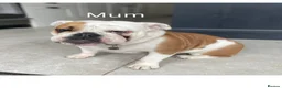 English Bulldog dogs for sale: 🐾KC reg Red & White English Bulldog 🐶 in Hook - Advert 7