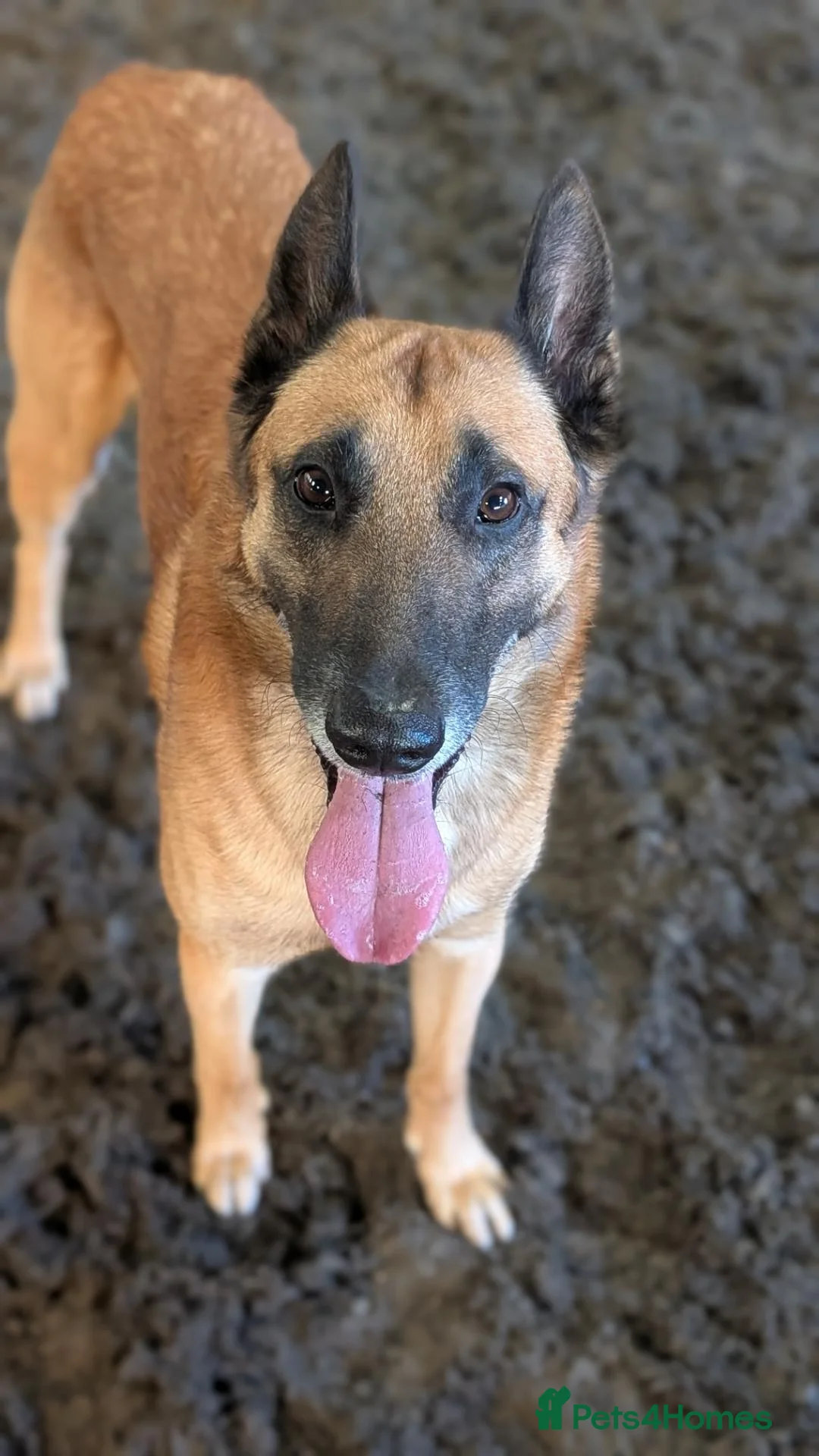 Belgian Shepherd Dog dogs for stud: Proven, FULLY health tested, KC Malinois STUD - Advert 2