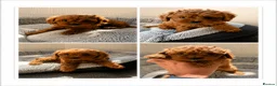 Cavapoo dogs for sale: 🐾 Exquisite F1 Cavapoo Puppies Available 🐾  - Advert 1