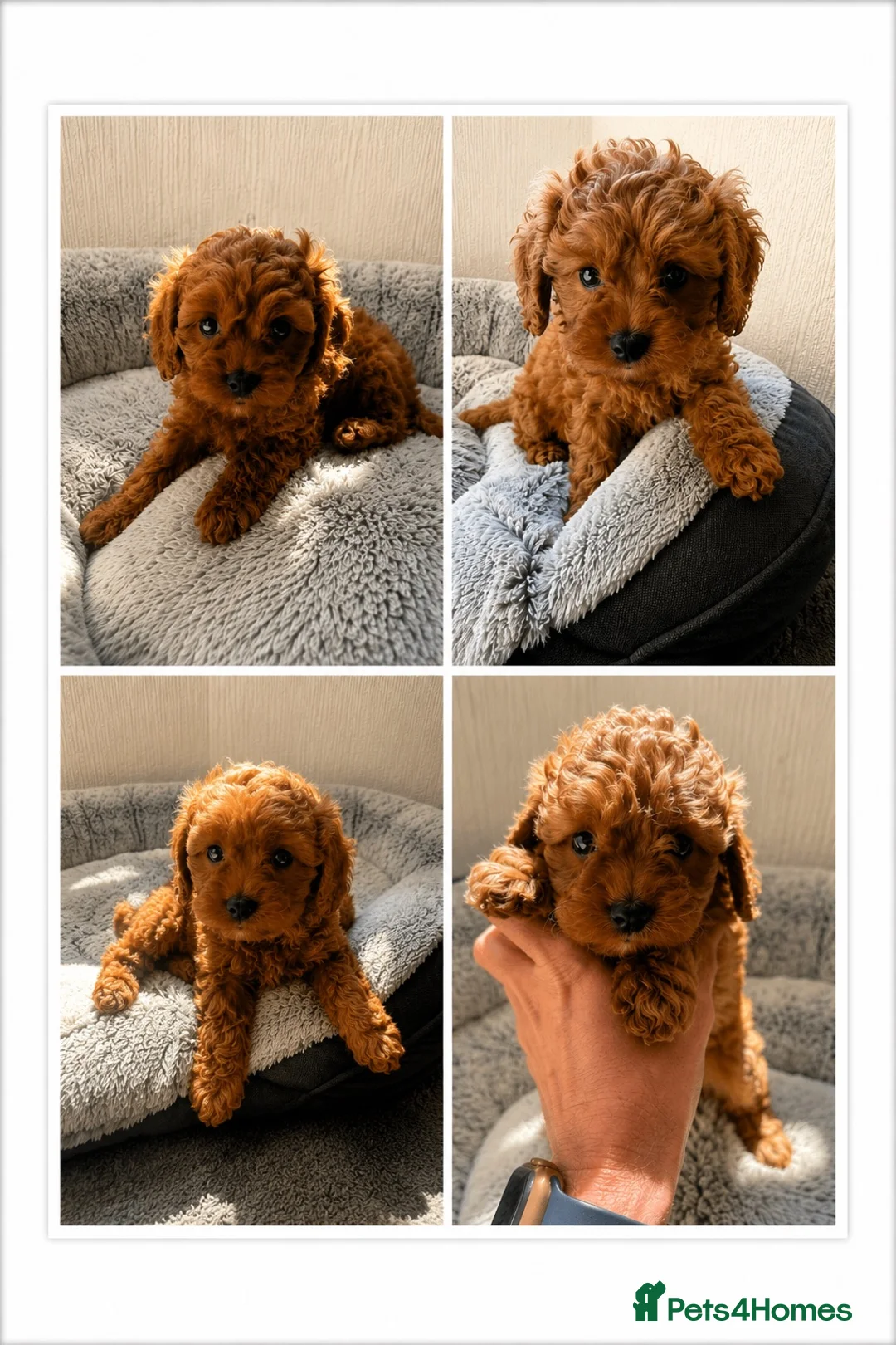 Cavapoo dogs for sale: 🐾 Exquisite F1 Cavapoo Puppies Available 🐾  - Advert 1