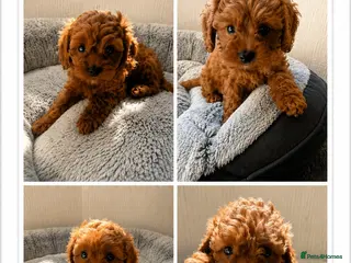 Cavapoo dogs 🐾 Exquisite F1 Cavapoo Puppies Available 🐾 - Advert 1
