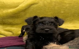 Miniature Schnauzer dogs for sale: Happy healthy miniature Schauzer puppies - Image 28