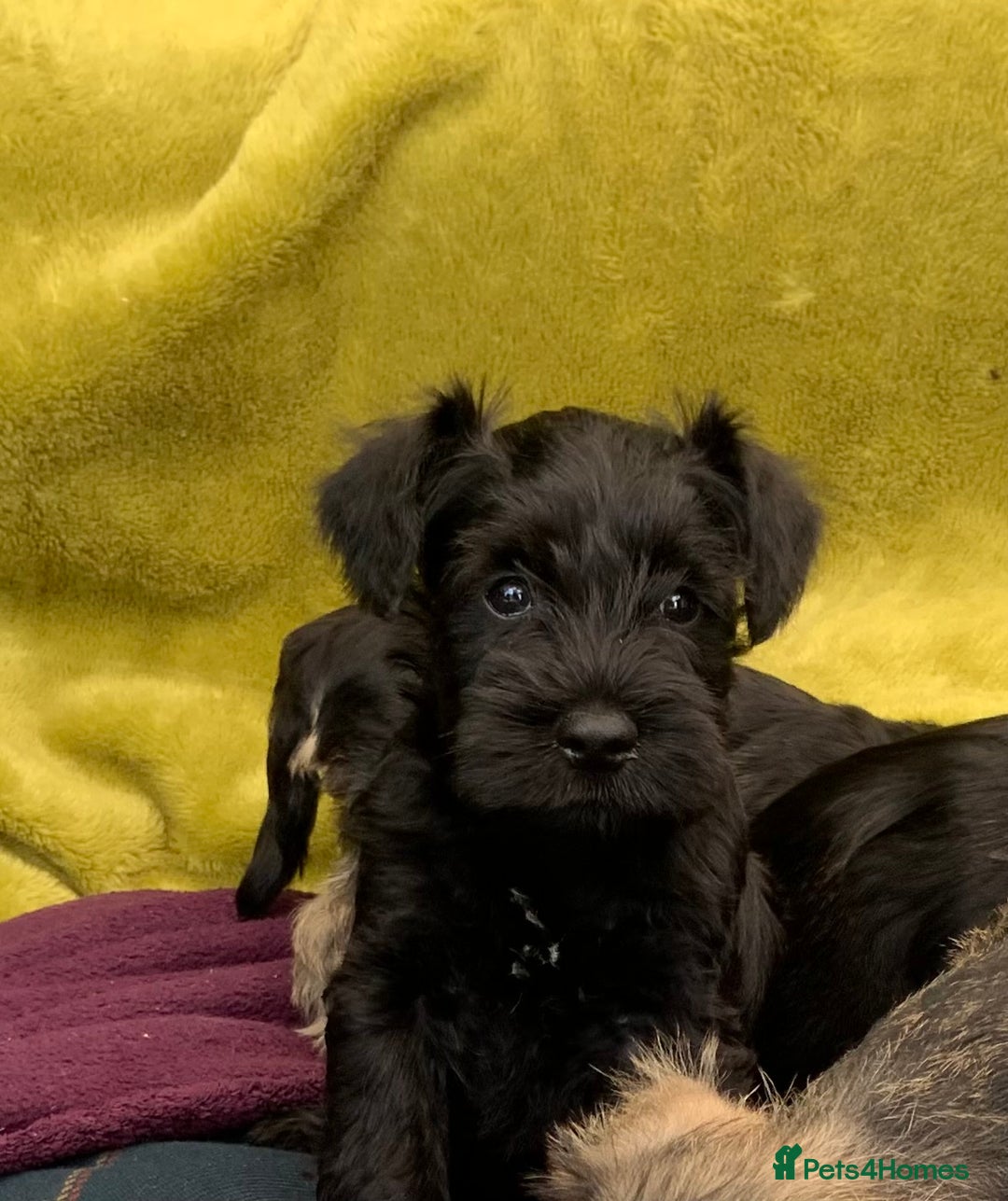 Miniature Schnauzer dogs for sale: Happy healthy miniature Schauzer puppies - Image 28