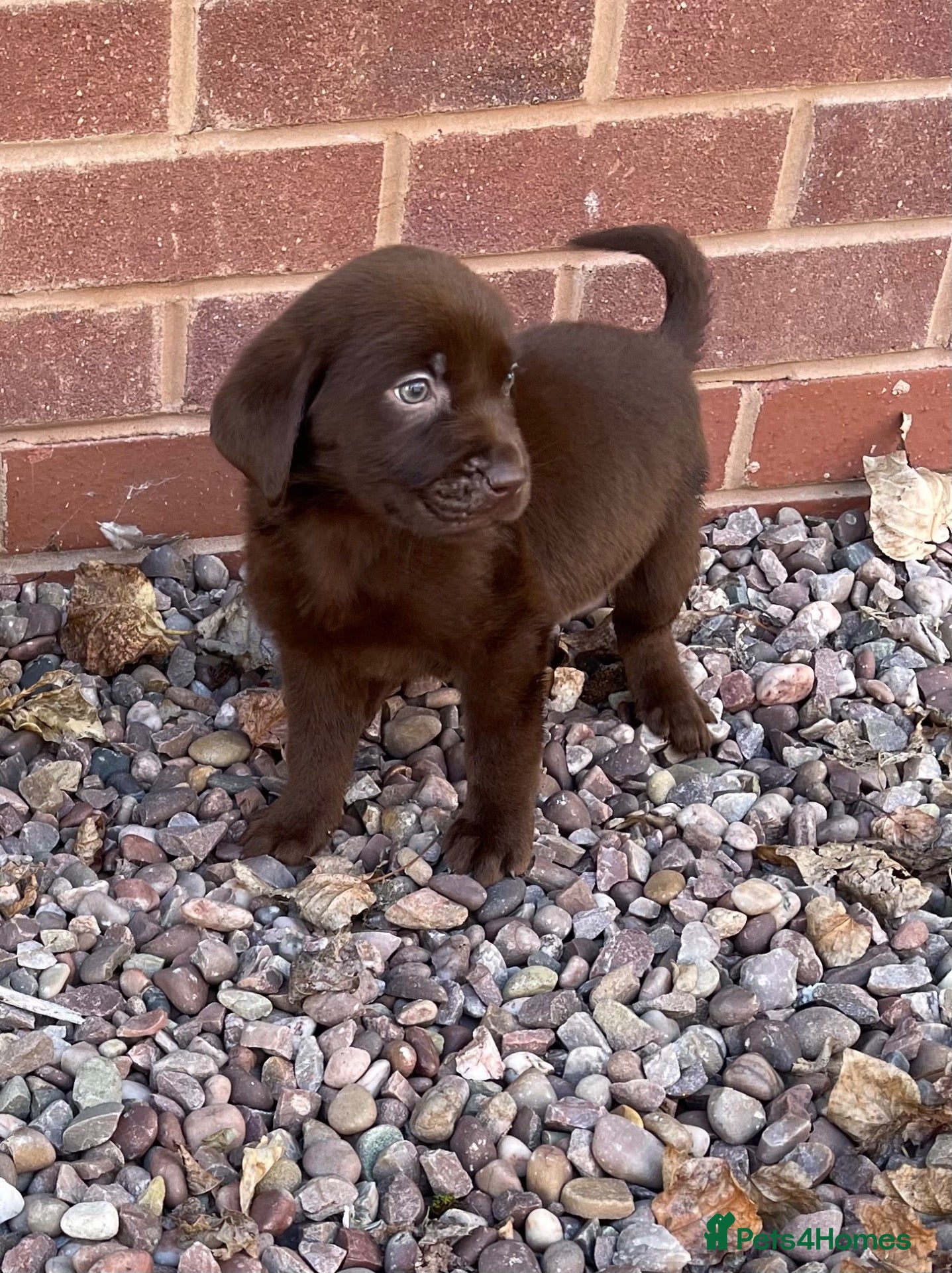 Labrador Retriever dogs Gorgeous Labrador pups - Advert 1