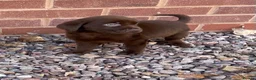 Labrador Retriever dogs for sale: Gorgeous Labrador pups - Advert 1