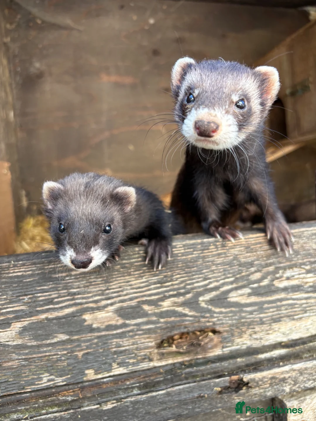 Ferret rodents for sale: Ferret kits, mixed colours  - Advert 12