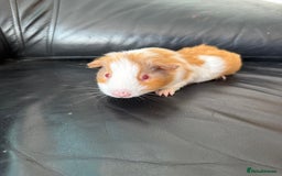 Guinea Pig rodents for sale: Baby Guinea pigs for sale 2 females 4 males  - Image 6
