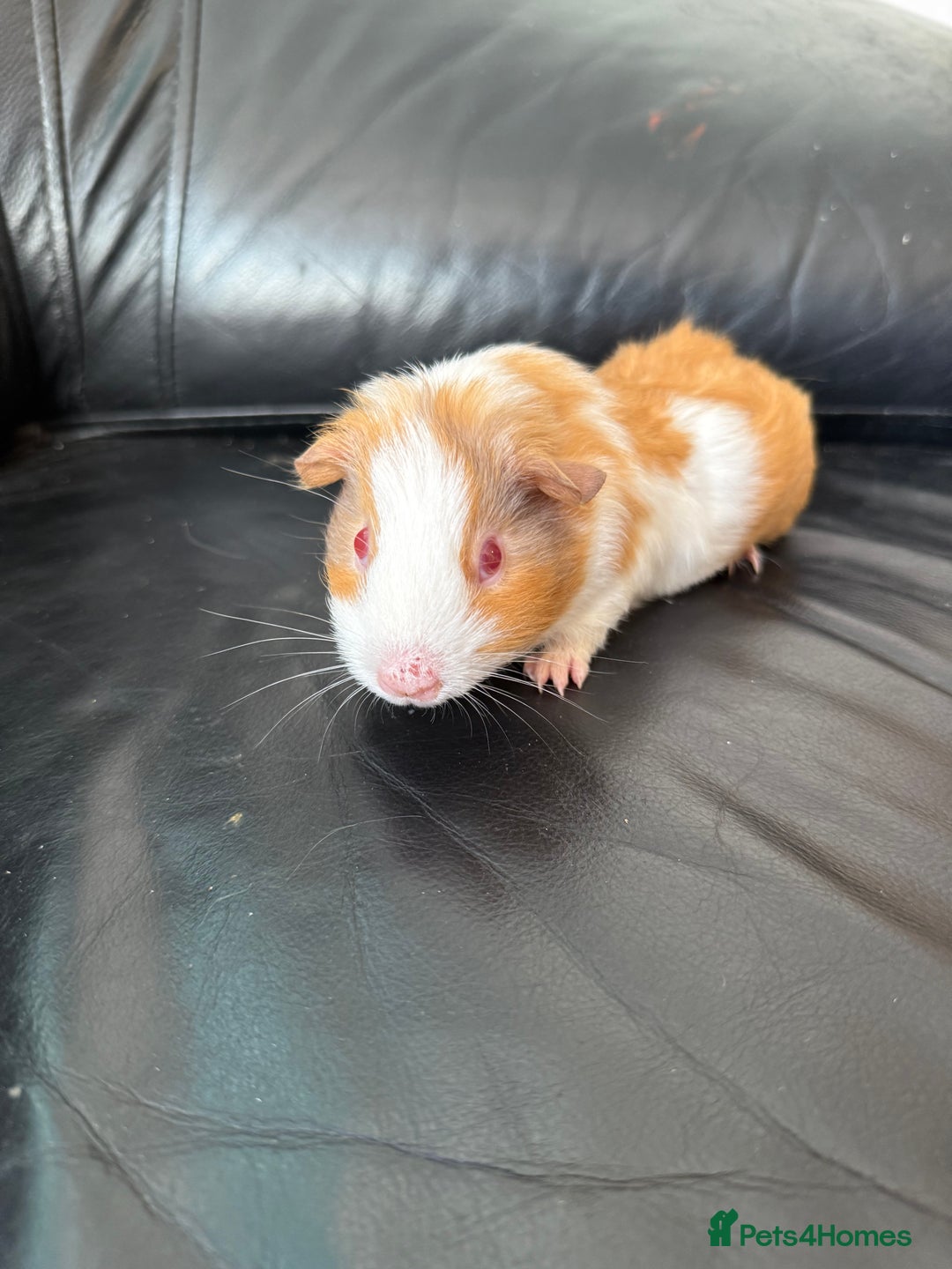Guinea Pig rodents for sale: Baby Guinea pigs for sale 2 females 4 males  - Image 6