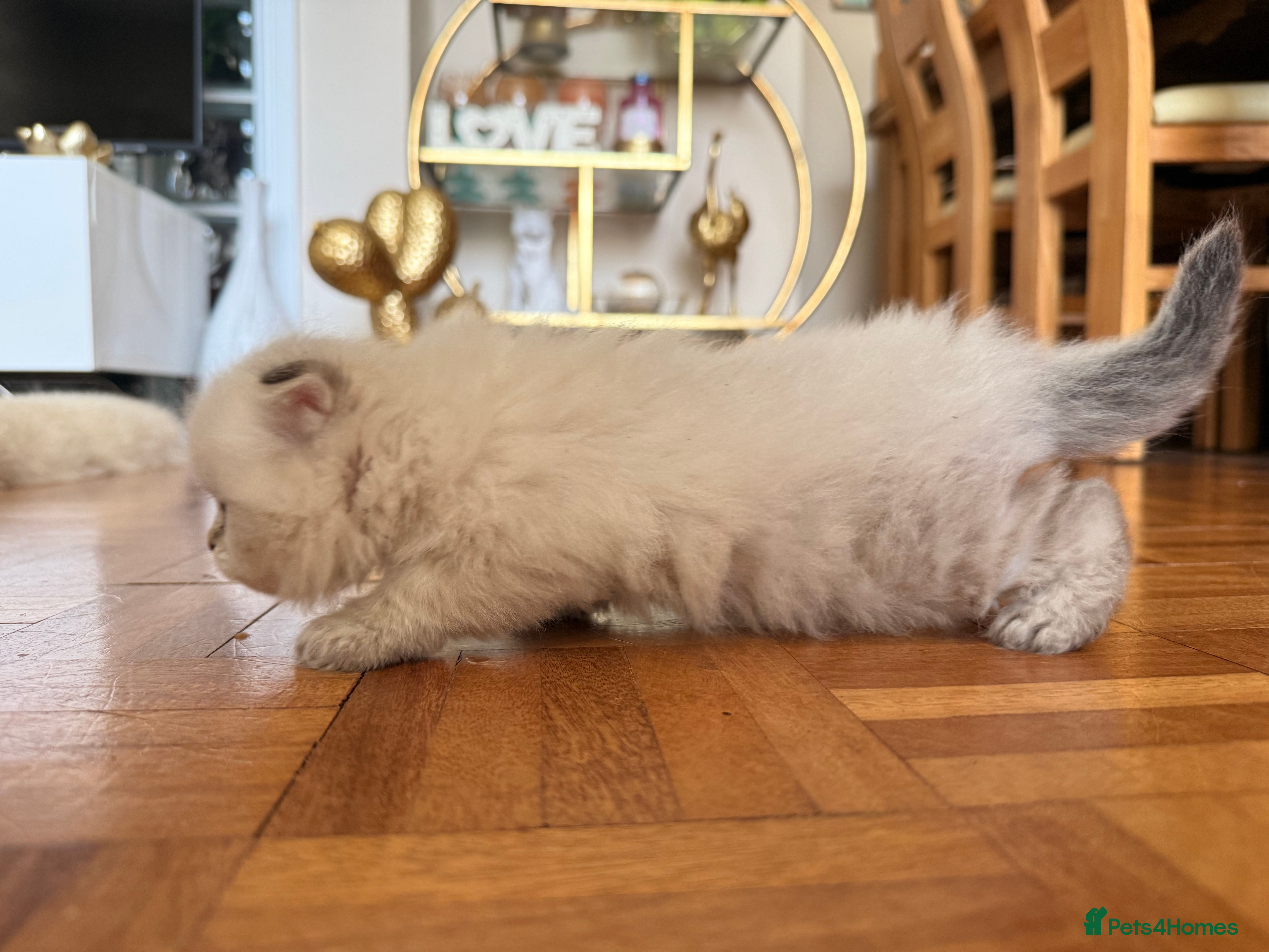Scottish Fold cats for sale: Beautiful Rainbow litter available to reserve - Advert 32