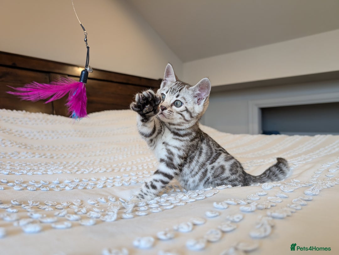 Bengal cats for sale: 🤍🩶🖤 Beautiful Bengal Kittens 🖤🩶🤍 - Image 12