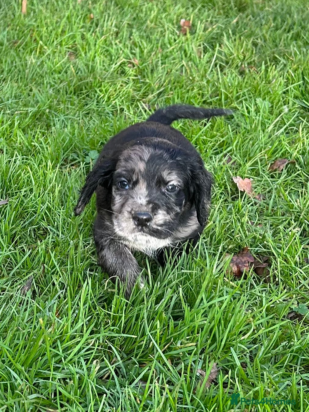 Cocker Spaniel dogs STUNNING WORKING COCKER SPANIEL PUPS - Advert 9