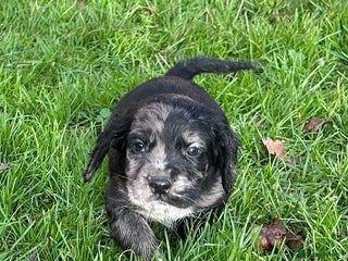 Cocker Spaniel dogs STUNNING WORKING COCKER SPANIEL PUPS - Advert 9