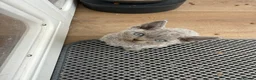 Devon Rex cats for sale: 3 girls and 1 boy 😸 - Advert 4