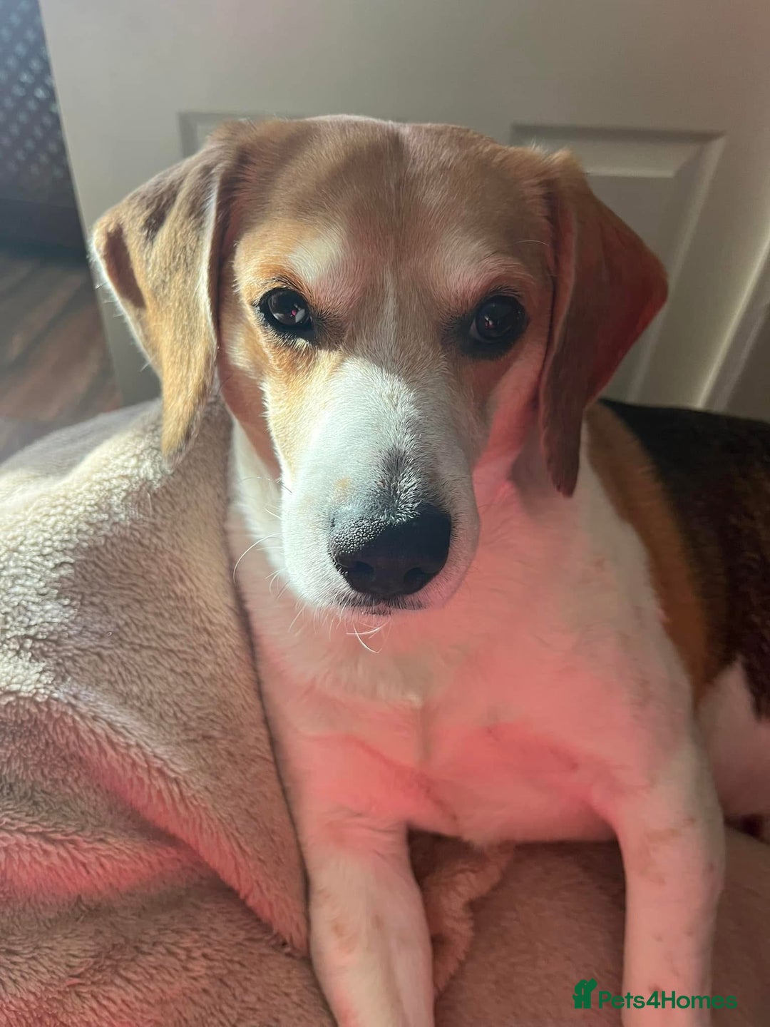 Beagle dogs for sale: Two beautiful beagles  - Advert 12