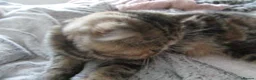 Exotic cats for sale: Beautiful Exotic female kittens Ready Now - Advert 11