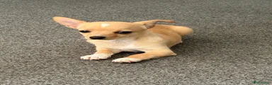Chihuahua 1