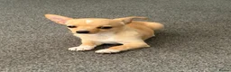 Chihuahua dogs for sale: 2 beautiful pups for sale.  - Advert 7
