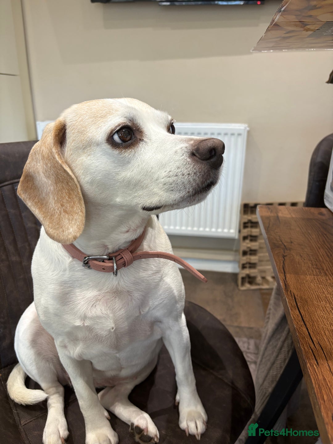 Beagle dogs for sale: Two beautiful beagles  - Advert 8