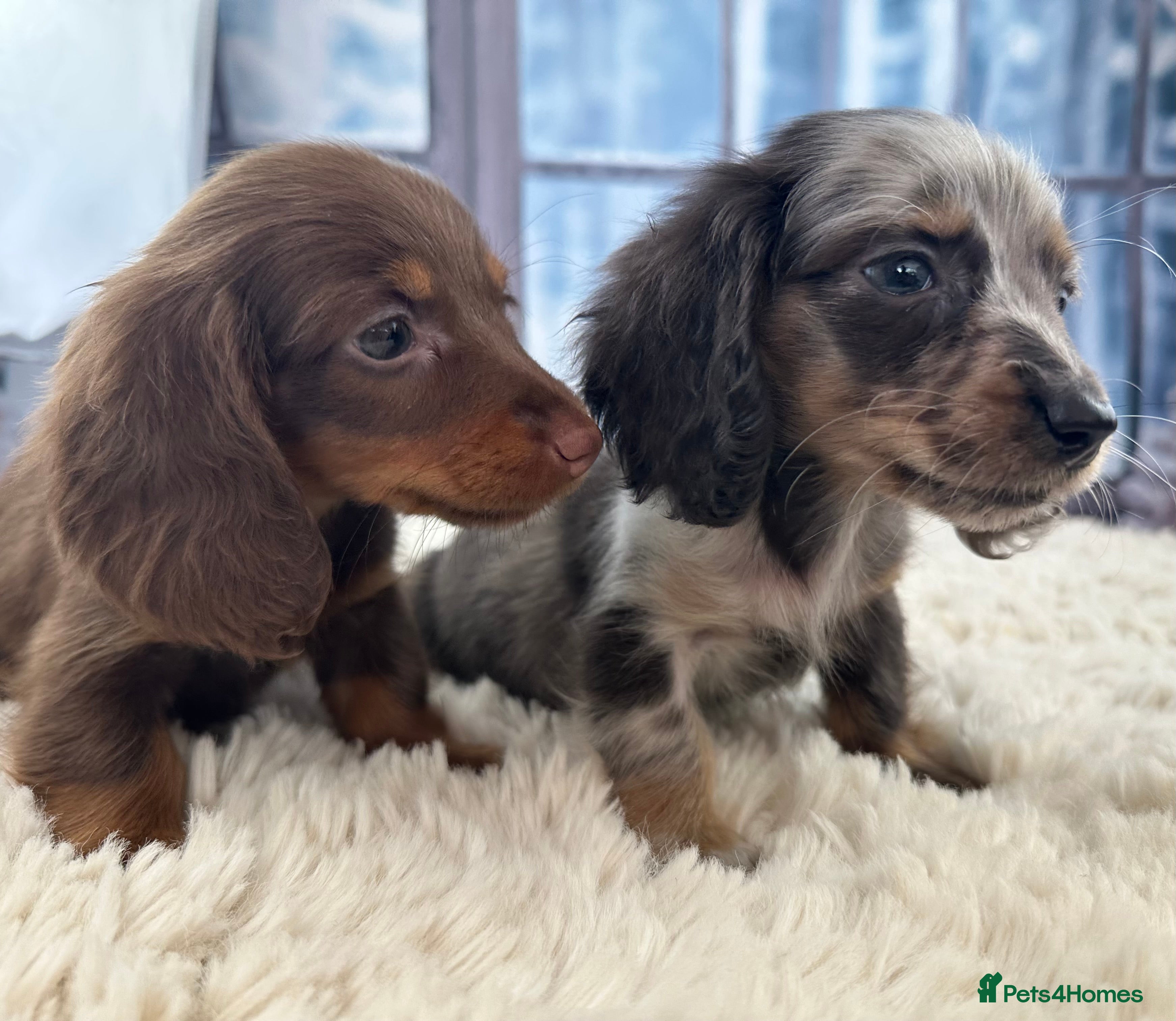 Miniature Dachshund dogs 🐾Mini long haired dachshunds🐾 - Advert 6