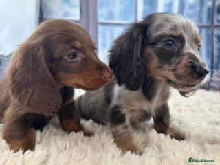 Miniature Dachshund dogs 🐾Mini long haired dachshunds🐾 - Advert 6