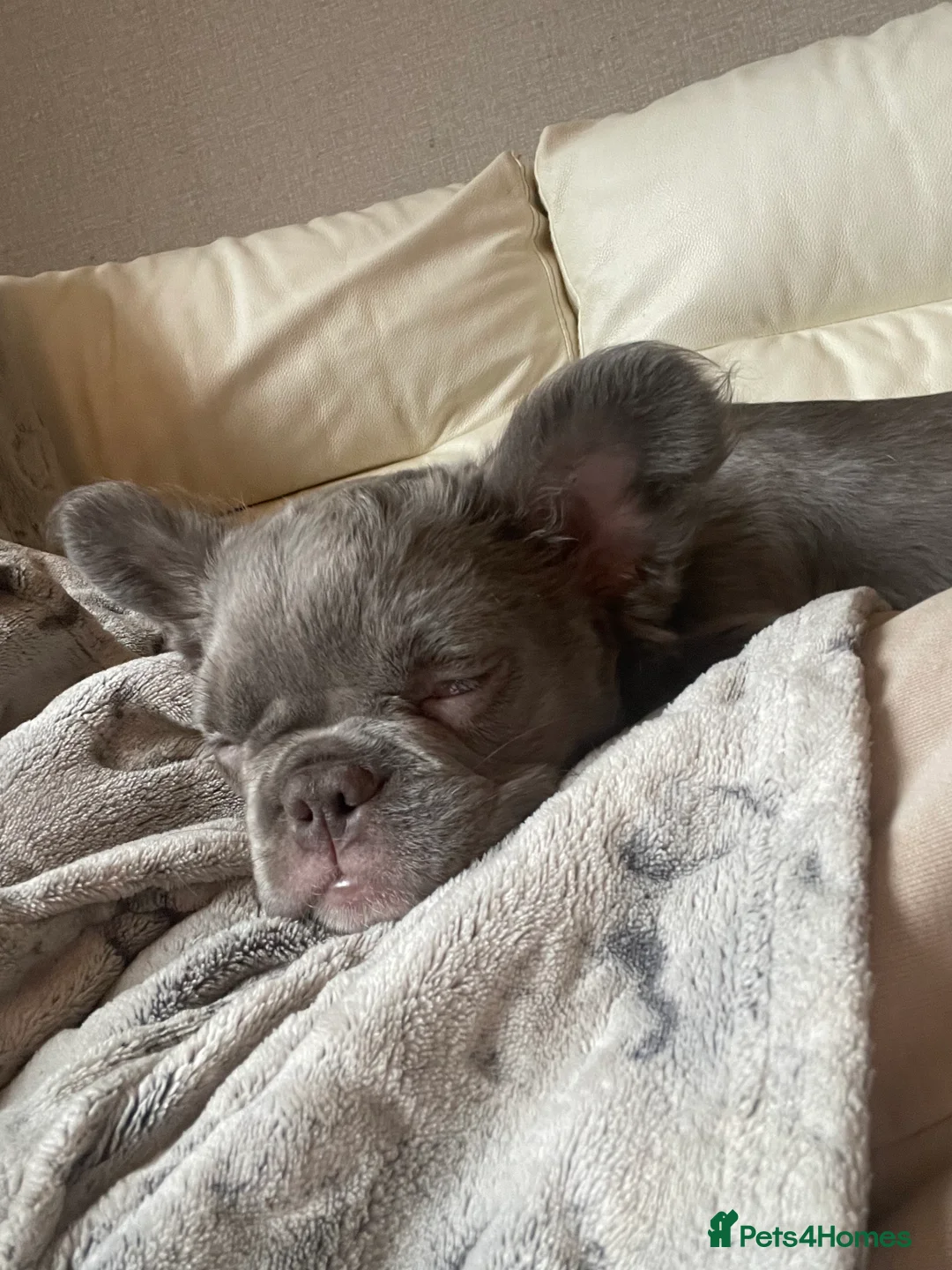 French Bulldog dogs for sale: 🩷FLUFFY FRENCHIE. 🩷 - Advert 3