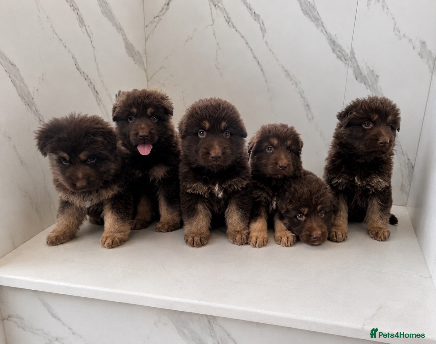 German Shepherd dogs Beautiful long haired German Shepherd puppies - Advert 14