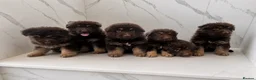 German Shepherd dogs for sale: Beautiful long haired German Shepherd puppies - Advert 1