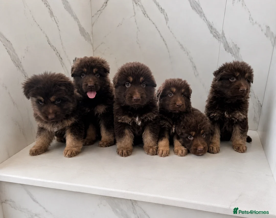 German Shepherd dogs for sale: Beautiful long haired German Shepherd puppies - Advert 1