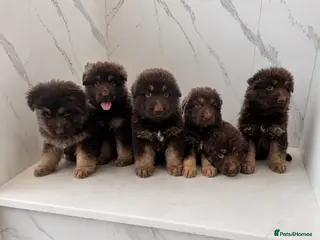 German Shepherd dogs Beautiful long haired German Shepherd puppies - Advert 1