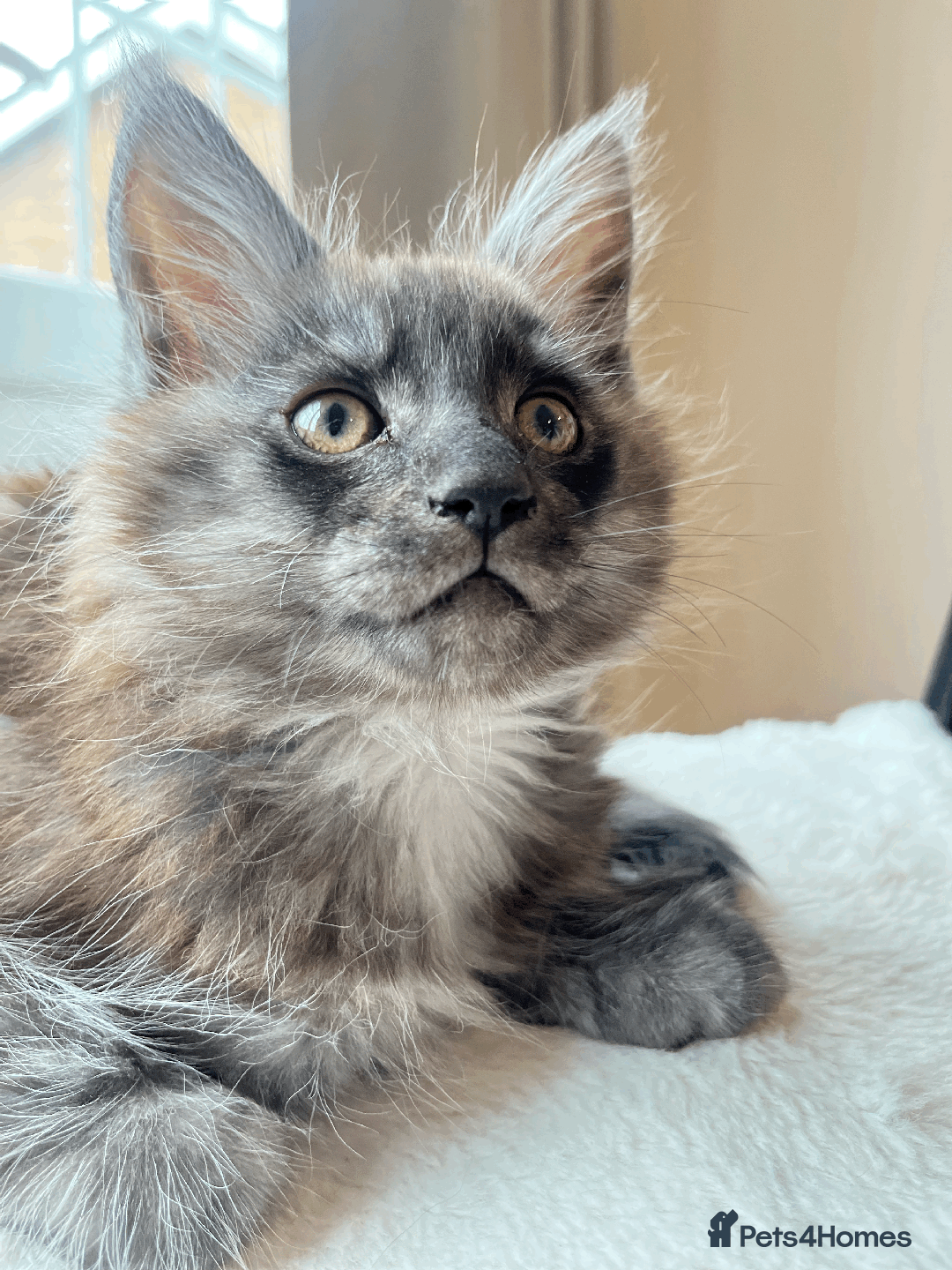 Maine Coon cats for sale: XXL CHAMPION RUSSIAN LINE.MAINE COON KITTENS - Advert 35