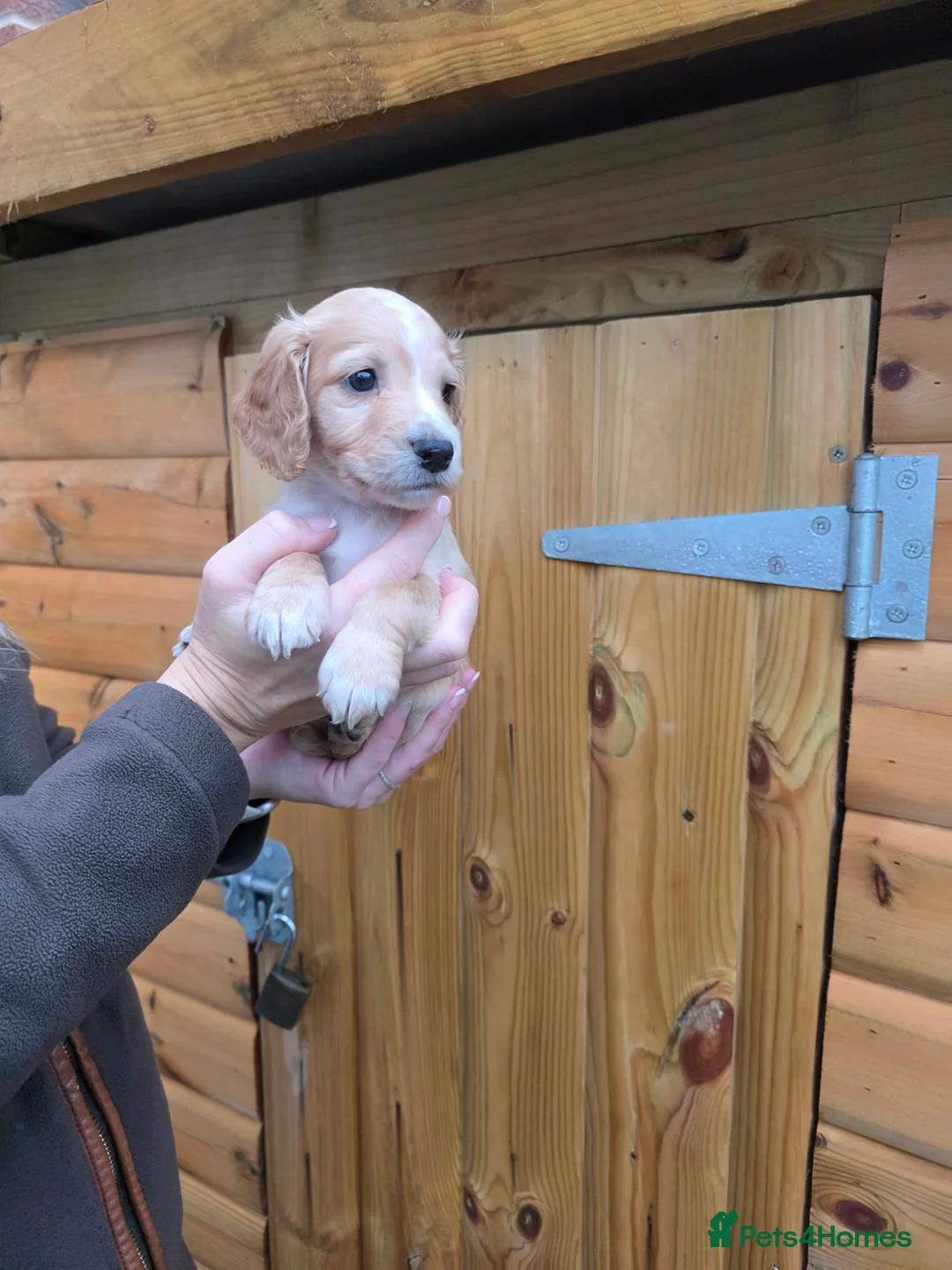 Cocker Spaniel dogs for sale: Legally Docked Working KC Cocker Spaniel Pups - Advert 8