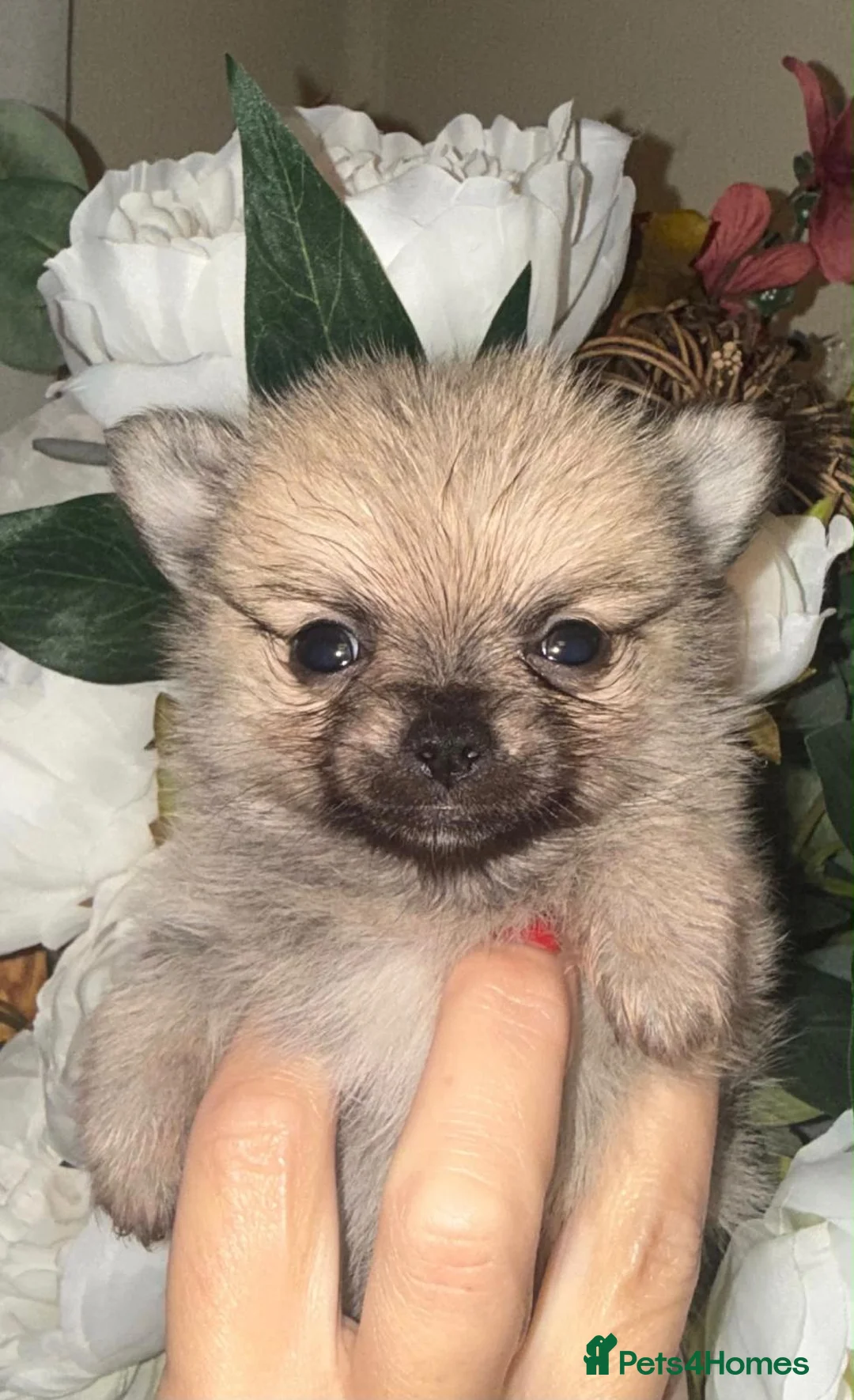 Pomchi dogs for sale: Pomchi puppies  in Orpington - Advert 2