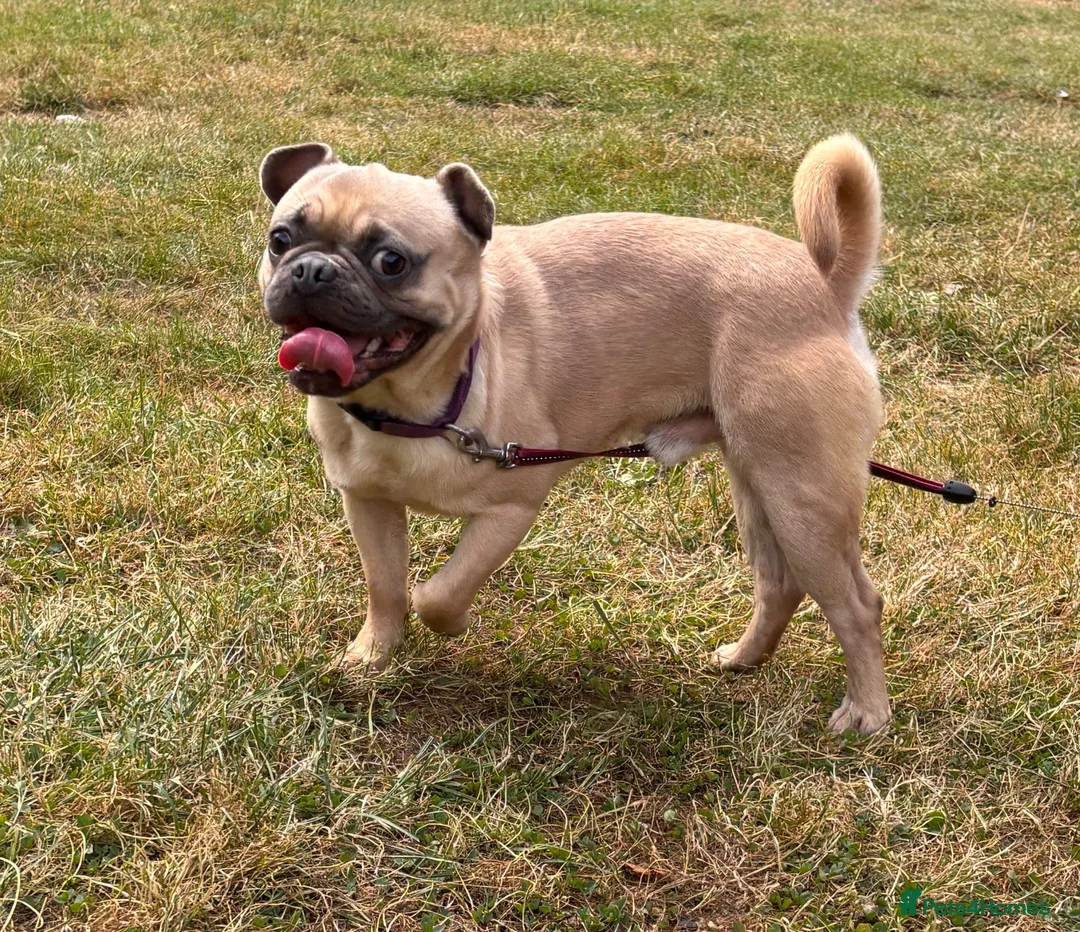 Mixed Breed dogs for sale: French bulldog x pug - Advert 2