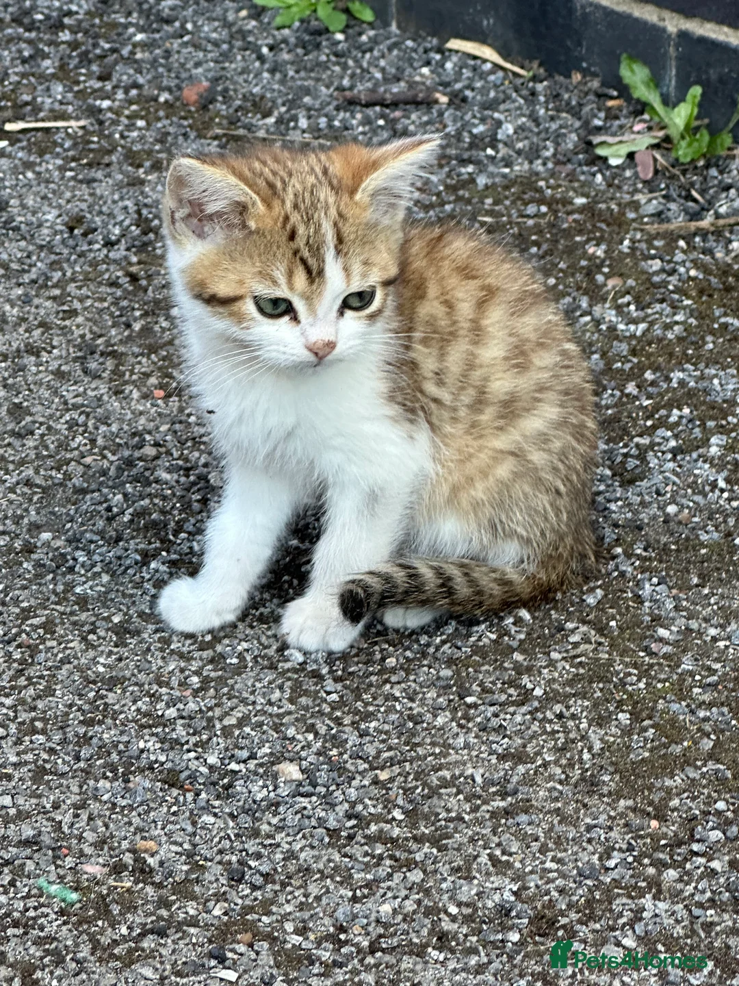 British Shorthair cats for sale: British shorthair mix - Advert 2