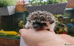 Pygmy Hedgehog rodents for sale: African pygmy hedgehogs - Image 16