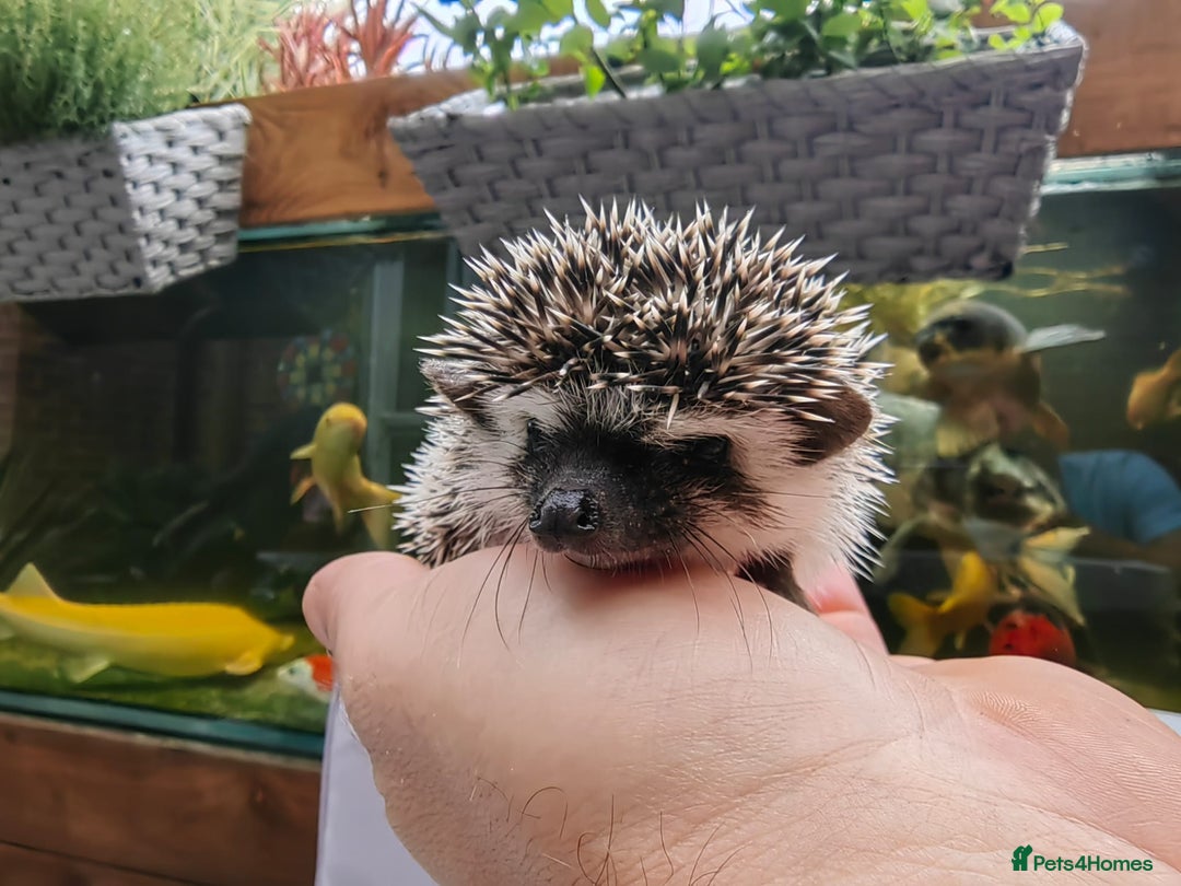 Pygmy Hedgehog rodents for sale: African pygmy hedgehogs - Image 16