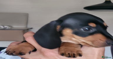 Dachshund dogs - Advert 10