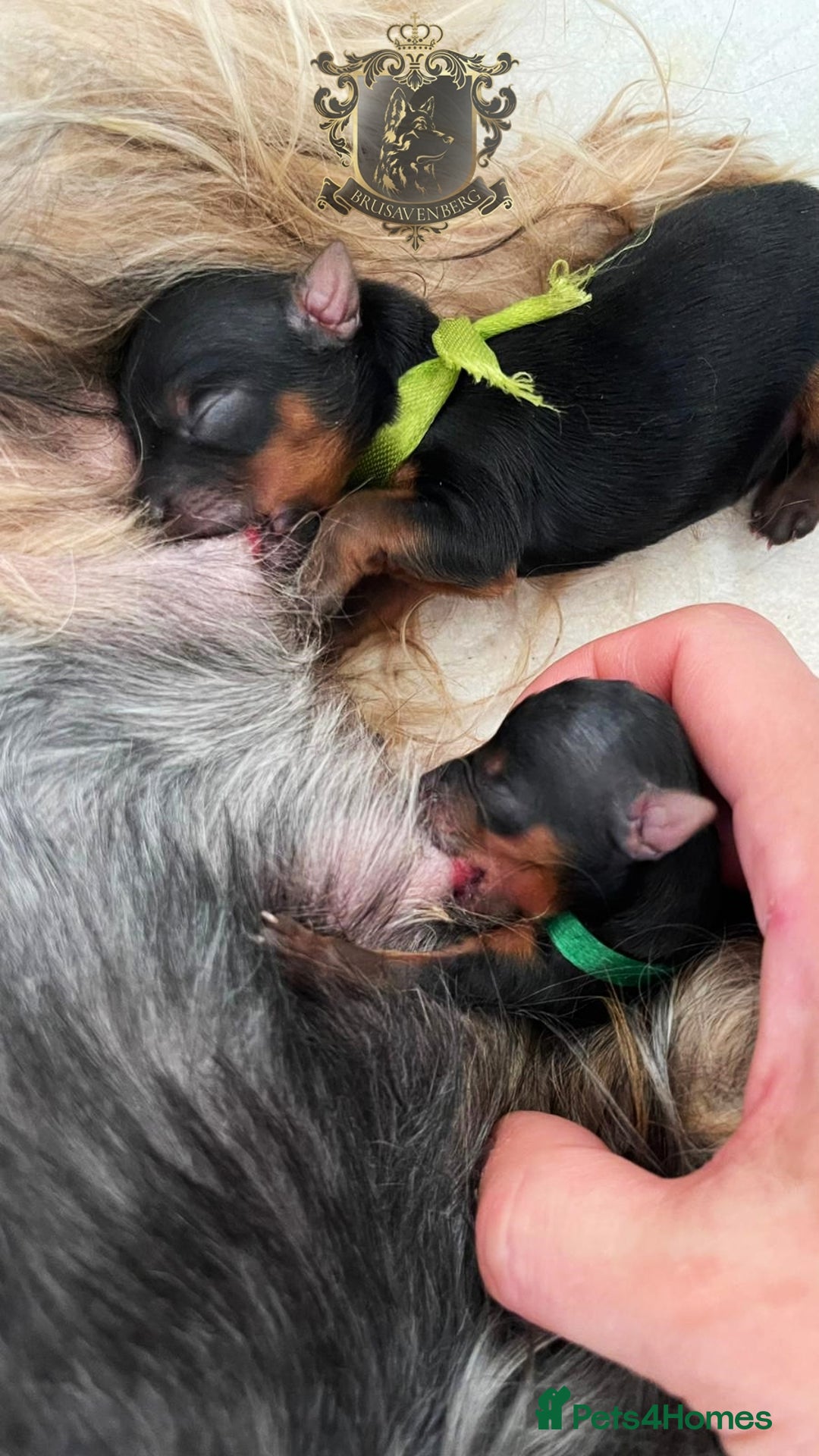 Yorkshire Terrier dogs for sale: *READY * MINIATURE MALE YORKIE - Image 4