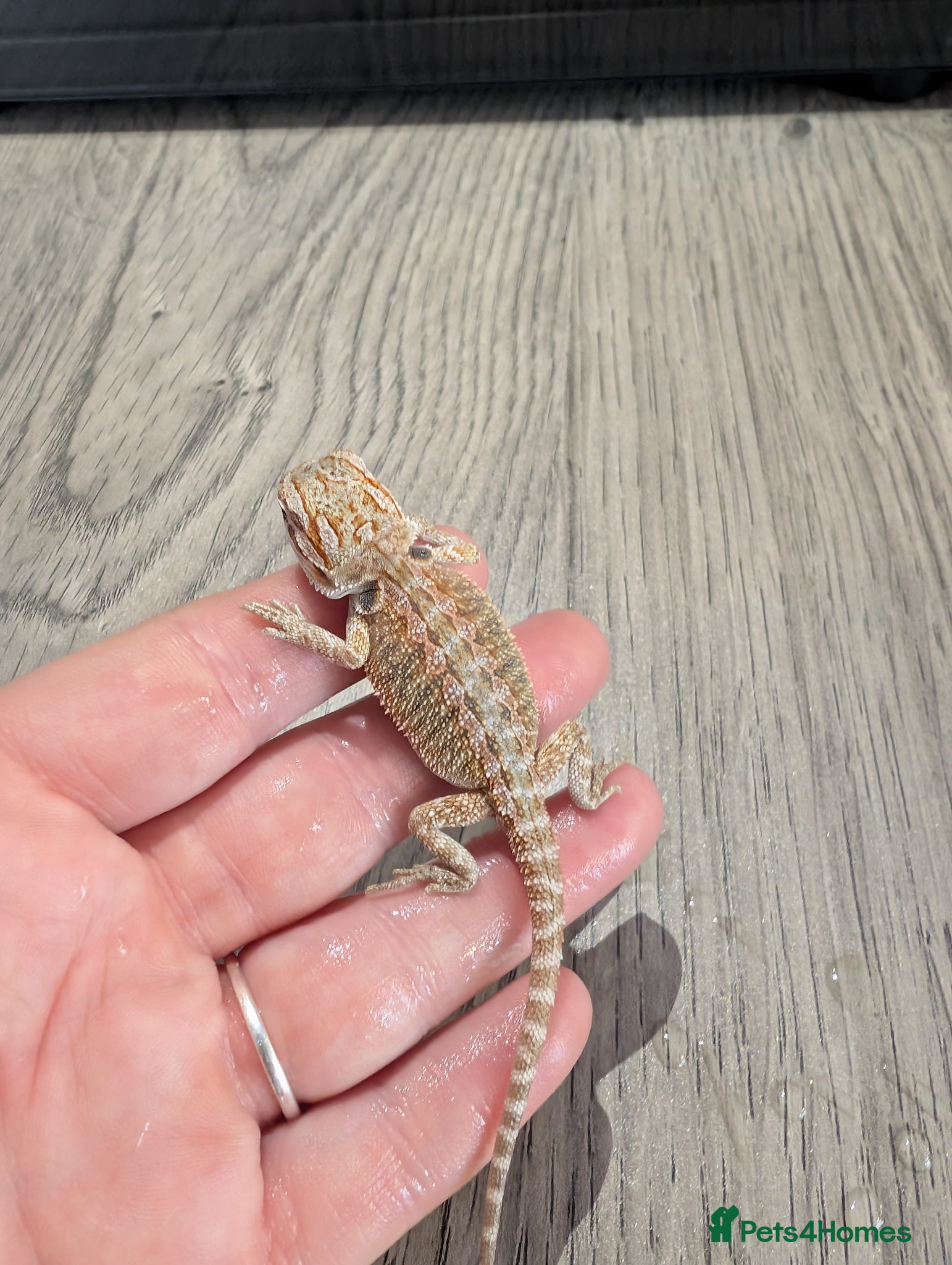 Bearded Dragon reptiles Baby bearded dragons  - Advert 1