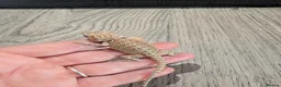 Bearded Dragon reptiles for sale: Baby bearded dragons  - Advert 1